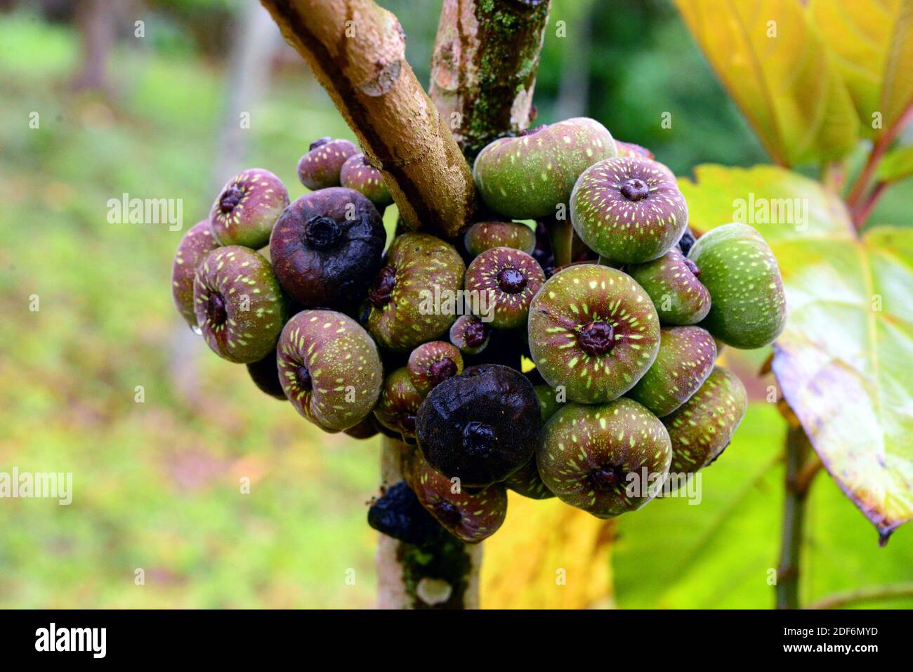 Il fico peloso (Ficus hispida) è un albero originario dell'Asia e dell'Australia. Frutta (infrutescenze) dettaglio. Foto Stock
