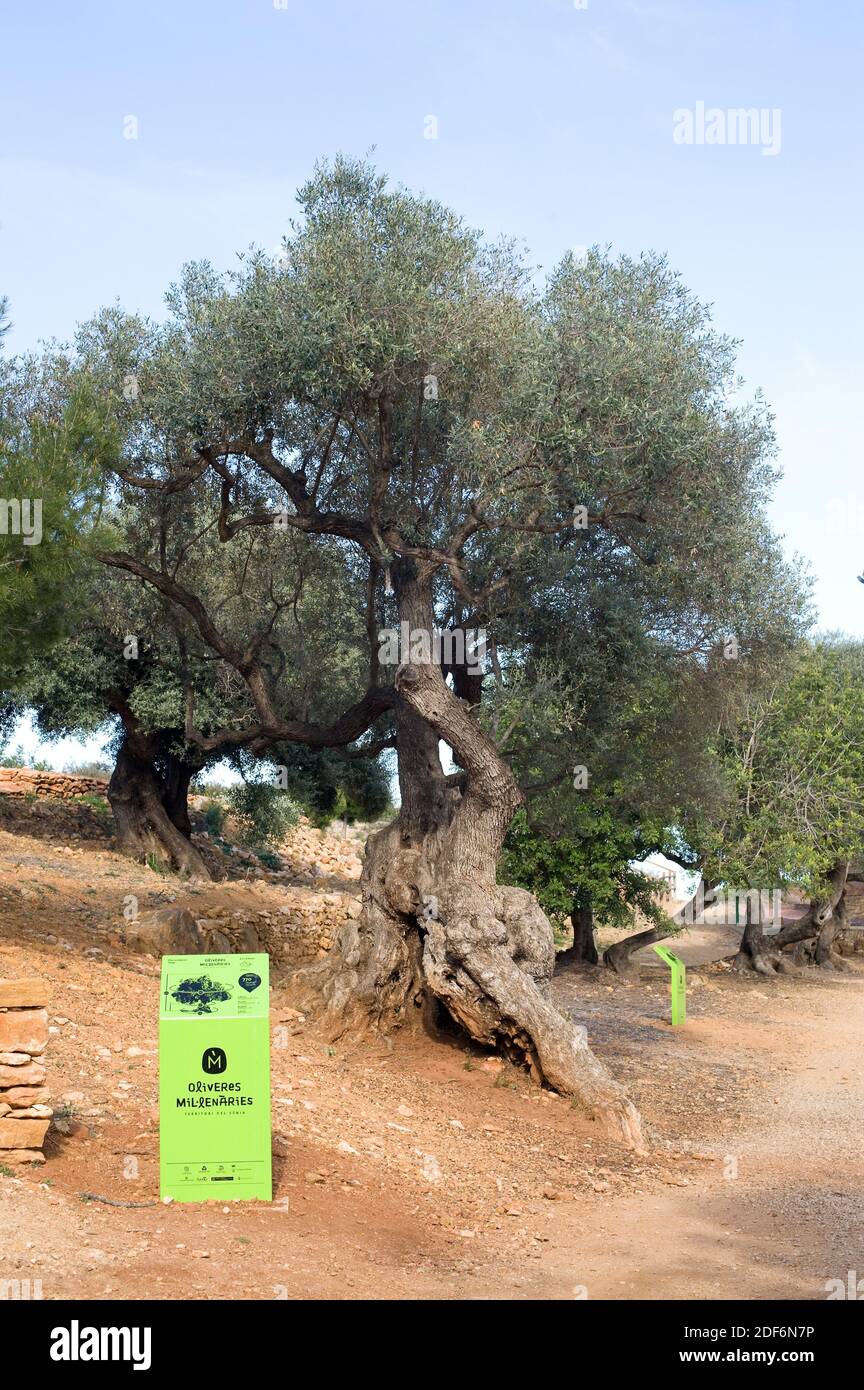 Ulivo millenario (Olea europaea europaea). L'olivo è un albero perenne  originario del bacino mediterraneo. I suoi frutti (olive) sono commestibili  e fornisce Foto stock - Alamy