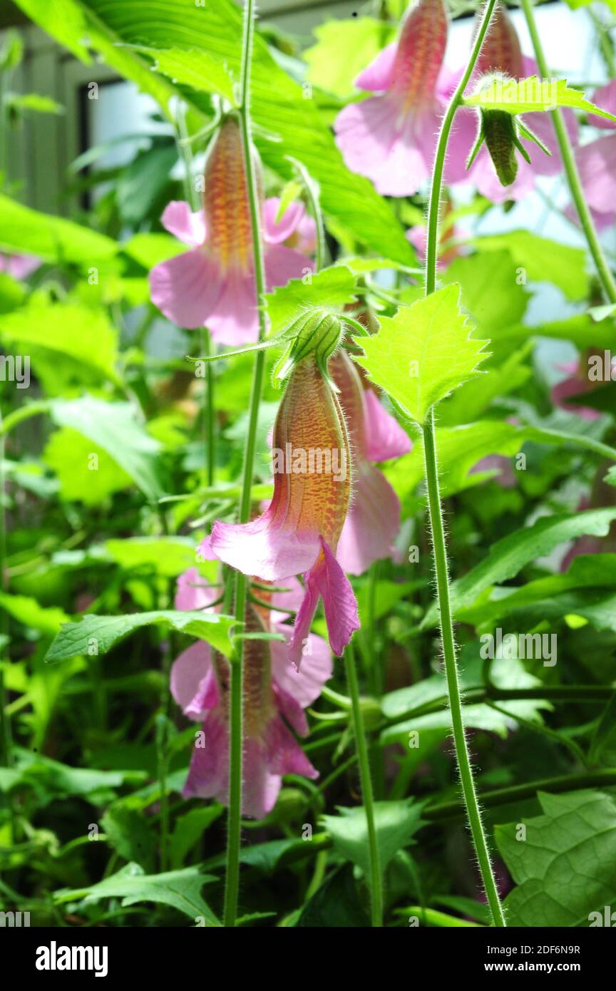 Il guanto di fossa cinese (Rehmannia elata) è un'erba ornamentale e perenne originaria della Cina. Fiori dettaglio. Foto Stock