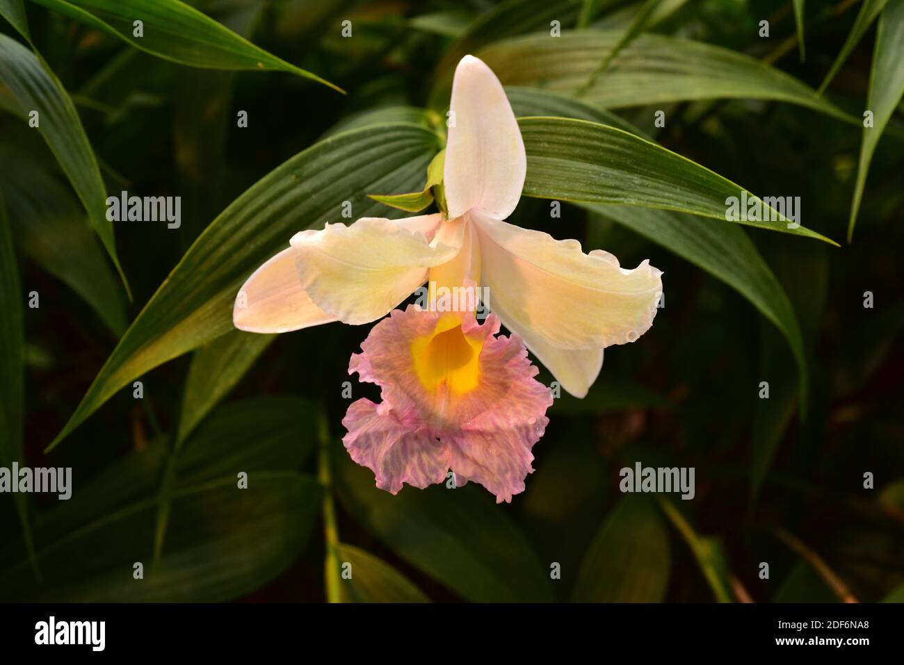 La sobralia a fiore grande (Sobralia macrantha) è un'orchidea ornamentale originaria dell'America Centrale e del Messico. Foto Stock