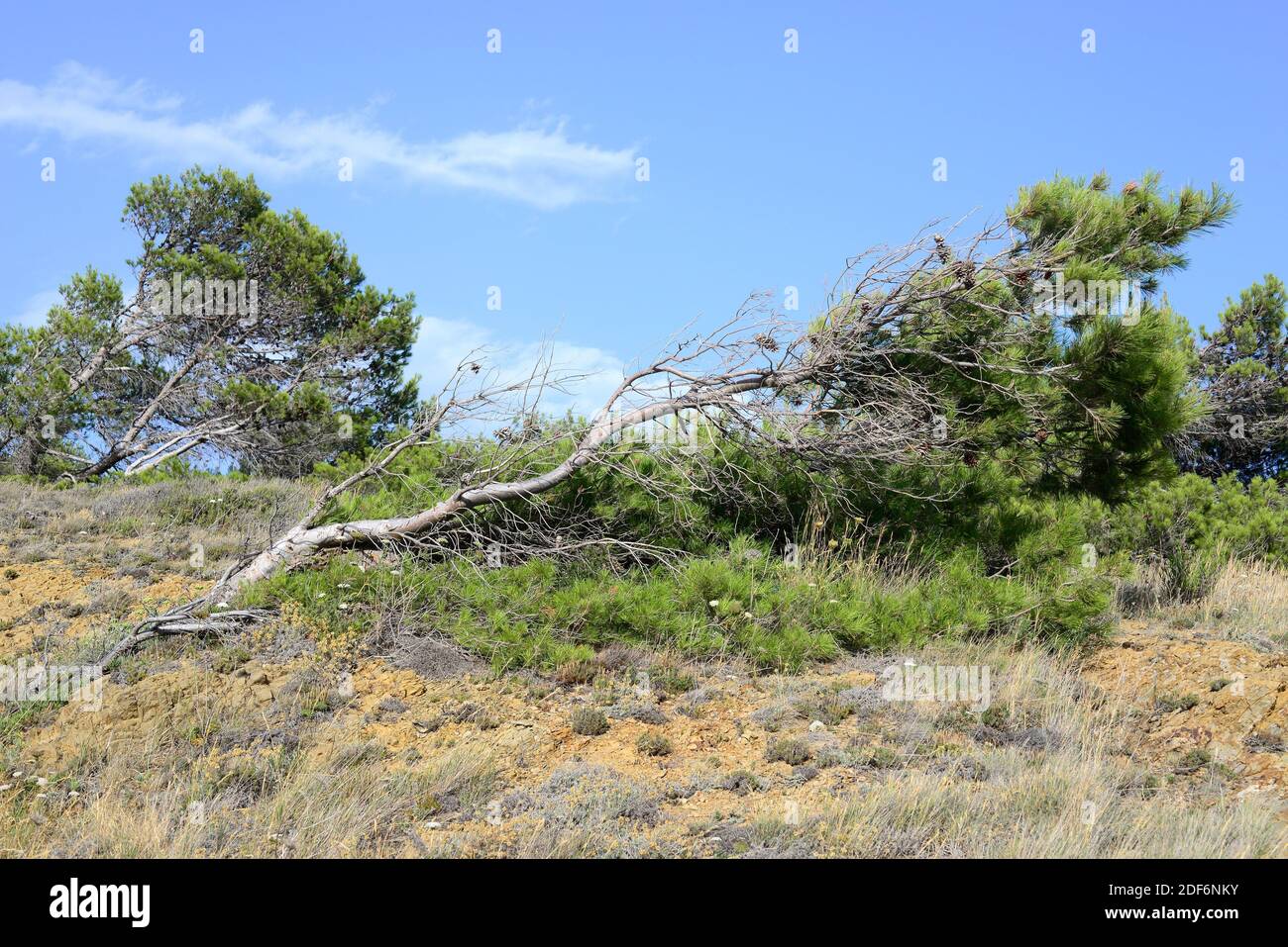 Il pino di Aleppo (Pinus halepensis) è un albero di conifere originario del Bacino mediterraneo. È particolarmente abbondante nella Spagna orientale. Adattamento del vento. Questo Foto Stock