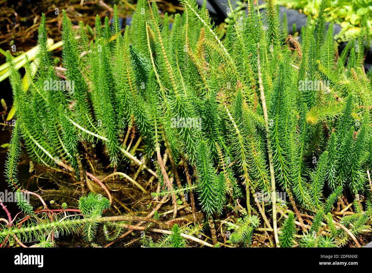 La coda di mare (Hippuris vulgaris) è una pianta acquatica originaria dell'Eurasia e del Nord America. Foto Stock