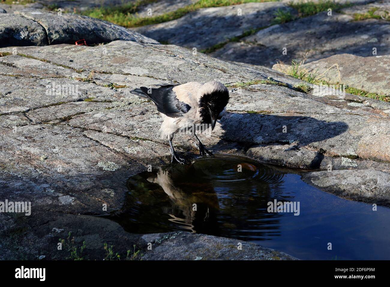 Corvus cornix, corvo con cappuccio maschio, vede il suo riflesso sull'acqua e guarda difensivo con corona rialzata e postura diritta. Foto Stock