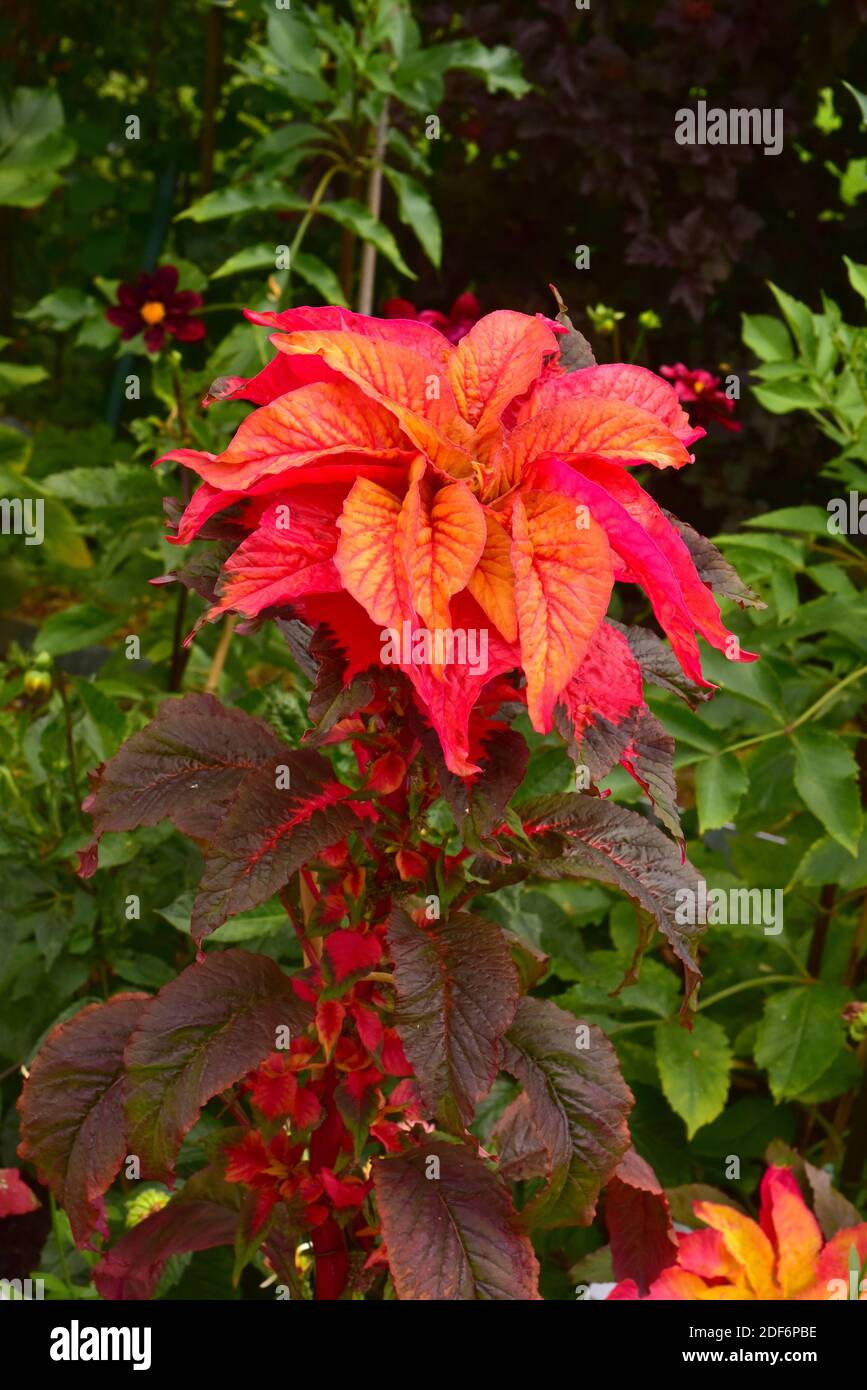 L'amaranto commestibile (Amaranthus tricolore) è una pianta annuale  originaria del Sud America Foto stock - Alamy