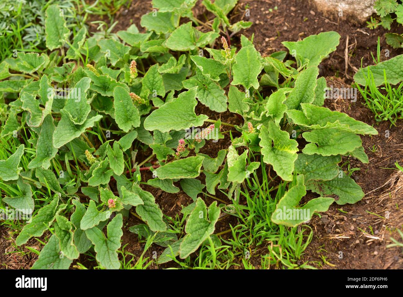 Good King Henry (Chenopodium bonus-henricus o Blitum bonus-henricus) È un'erba annuale o perenne originaria dell'Europa centrale E Sud Europa Foto Stock