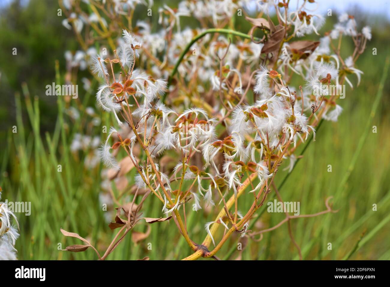 Il fiore vergine profumato (Clematis flammula) è un arbusto di arrampicata originario del bacino mediterraneo. Dettagli di frutta (achenes). Questa foto è stata scattata a la Foto Stock