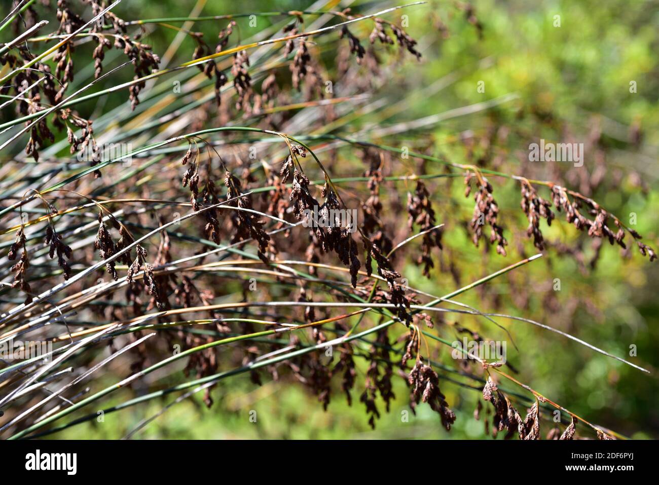 La canna da paglia di Albertinia (Thamnochortus insignis) è una pianta perenne endemica della provincia del Capo, in Sud Africa. Foto Stock
