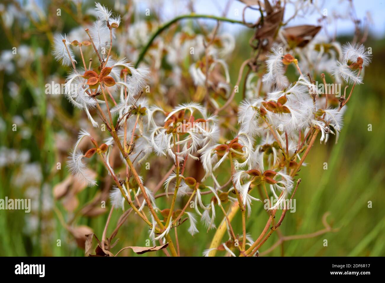 Il fiore vergine profumato (Clematis flammula) è un arbusto di arrampicata originario del bacino mediterraneo. Questa foto è stata scattata a la Albera Natural Place, Girona Foto Stock
