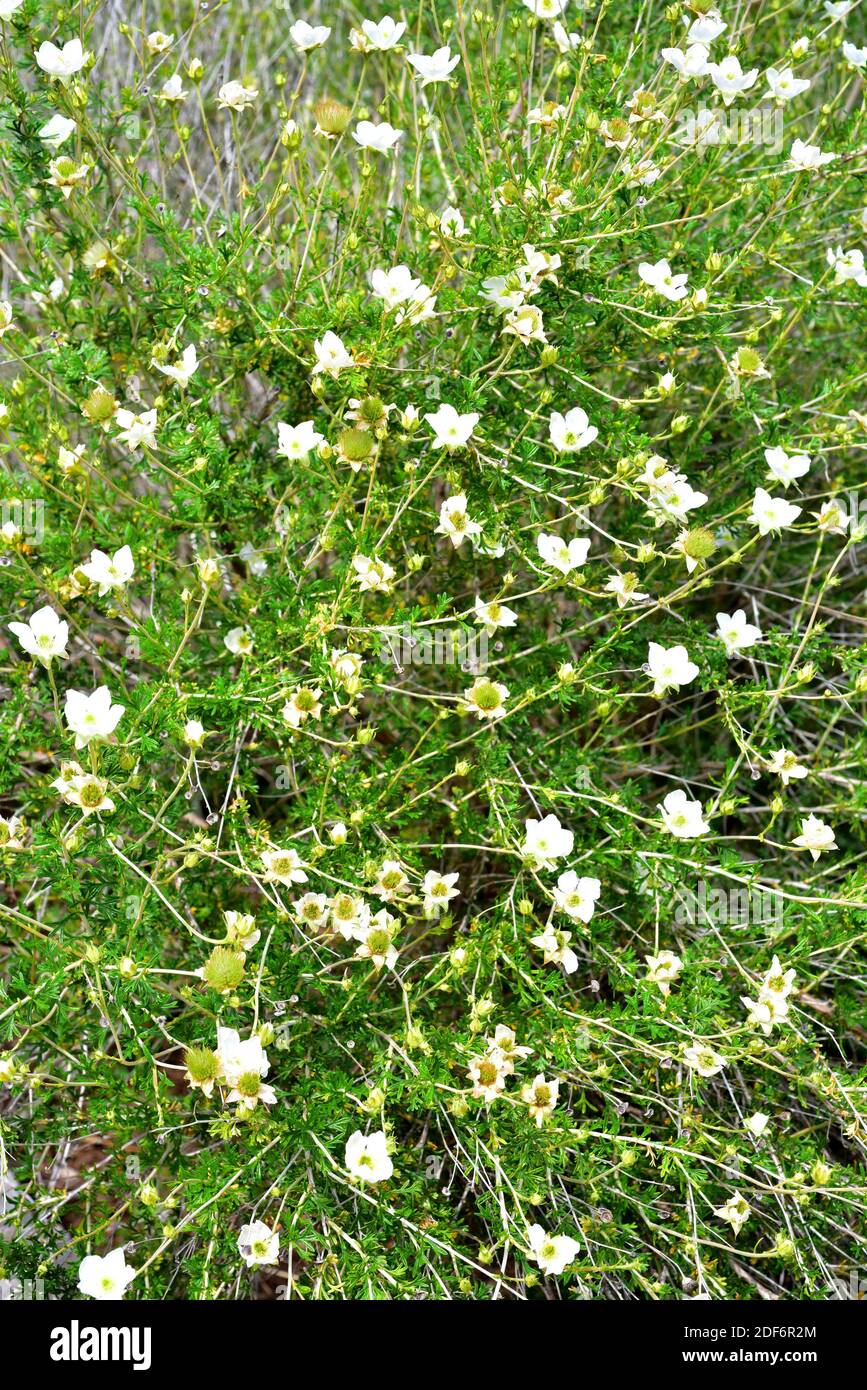 Apache plume (Fallugia paradoxa) è un arbusto originario degli Stati Uniti sudoccidentali e del Messico nordoccidentale. Fiori dettaglio. Foto Stock