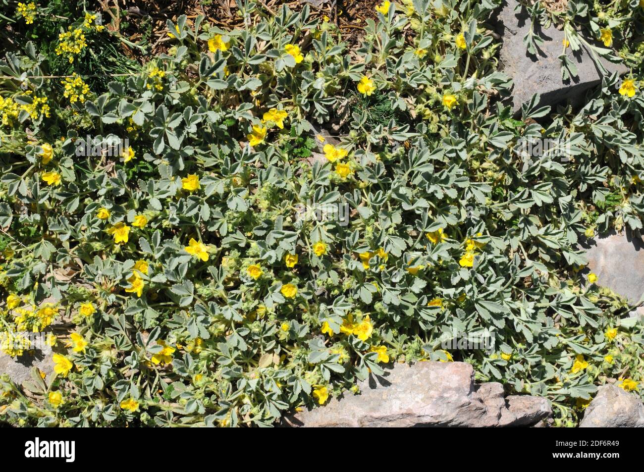 Potentilla cinerea velutina è un'erba prostrata perenne originaria dell'Europa. Questa foto è stata scattata in montagna di Penyagolosa, provincia di Castello, Foto Stock