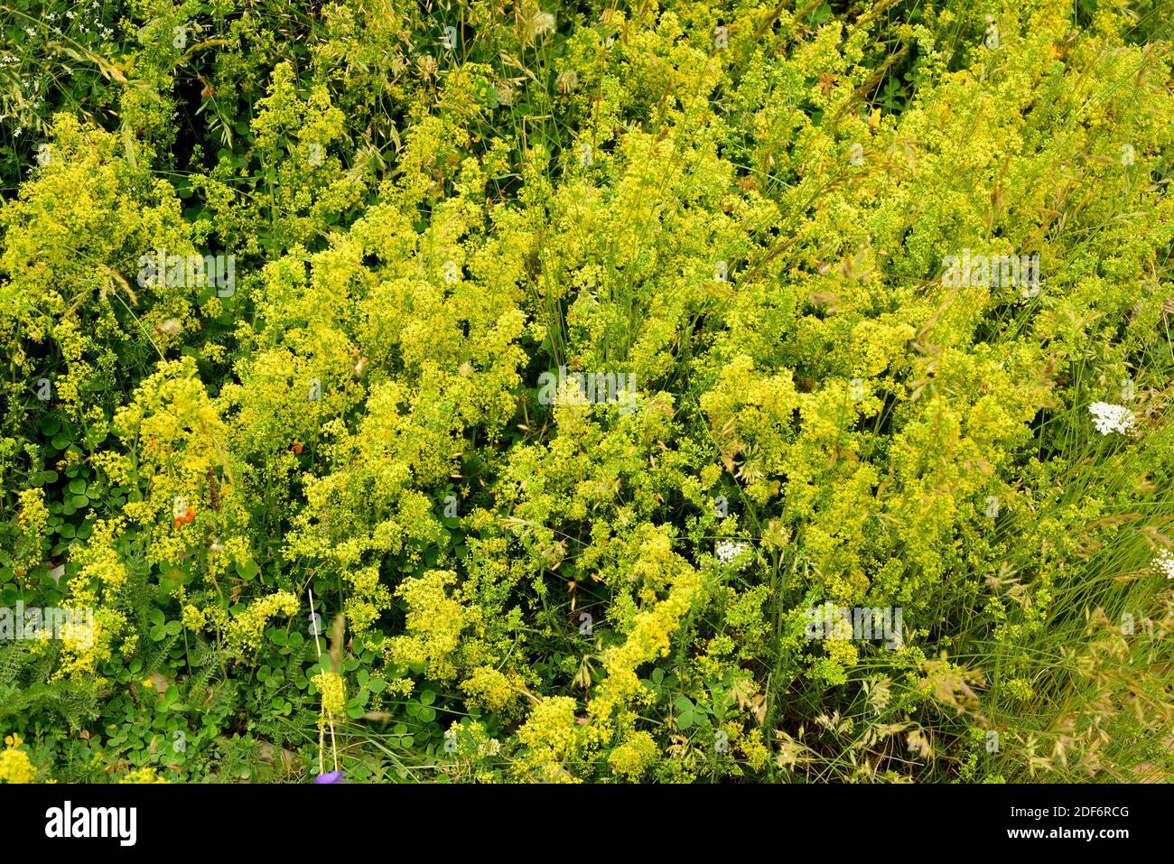 Lady bedpaglia o giallo paglierino (Galium verum) è un'erba perenne  originaria dell'Europa, del Nord Africa e dell'Asia. I suoi fiori sono  stati usati per coagulare il latte Foto stock - Alamy