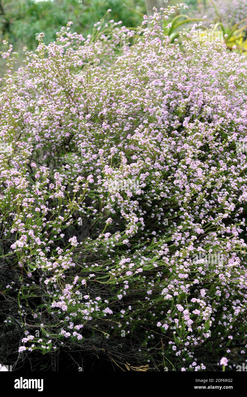 Il cespuglio di confetti (Coleonema pulchellum) è un arbusto endemico del Sudafrica. Foto Stock