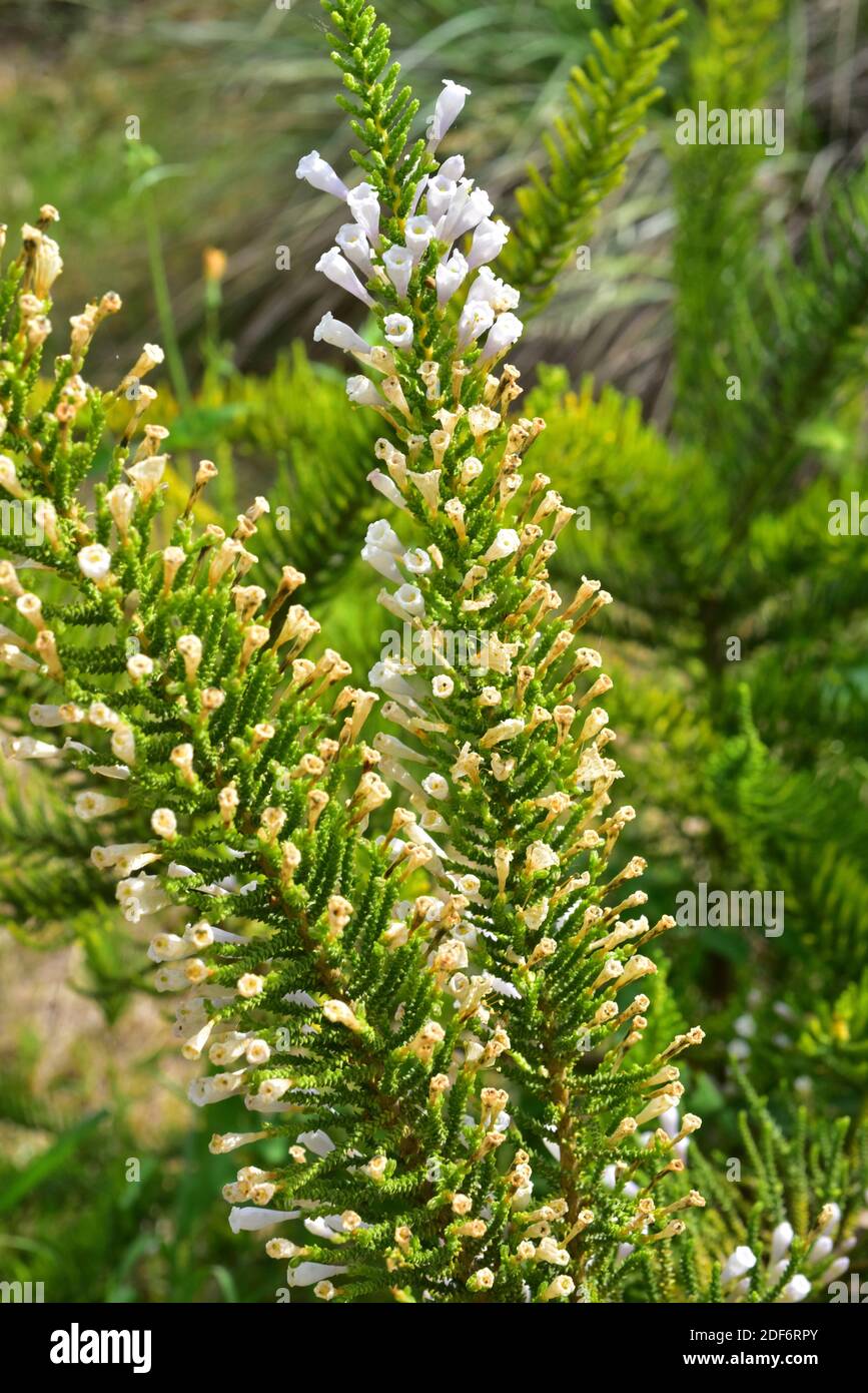 Pichi (Fabiana imbricata) è un arbusto sempreverde originario  dell'Argentina e del Cile. Fiori e foglie dettaglio Foto stock - Alamy
