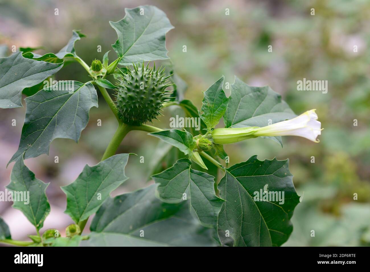 Jimson infestazione o mela di spina (Datura stramonium) è una pianta annuale di allucinogeno originaria del Messico ma naturalizzata in altre regioni temperate. Fiore, Foto Stock