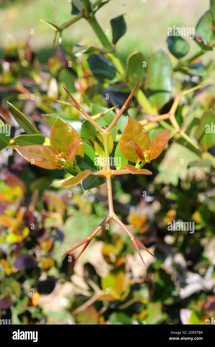 La prugna Natal (Carissa macrocarpa o Carissa grandiflora) è un arbusto  sempreverde spinoso originario del Sudafrica. È velenoso tranne i frutti  che è Foto stock - Alamy