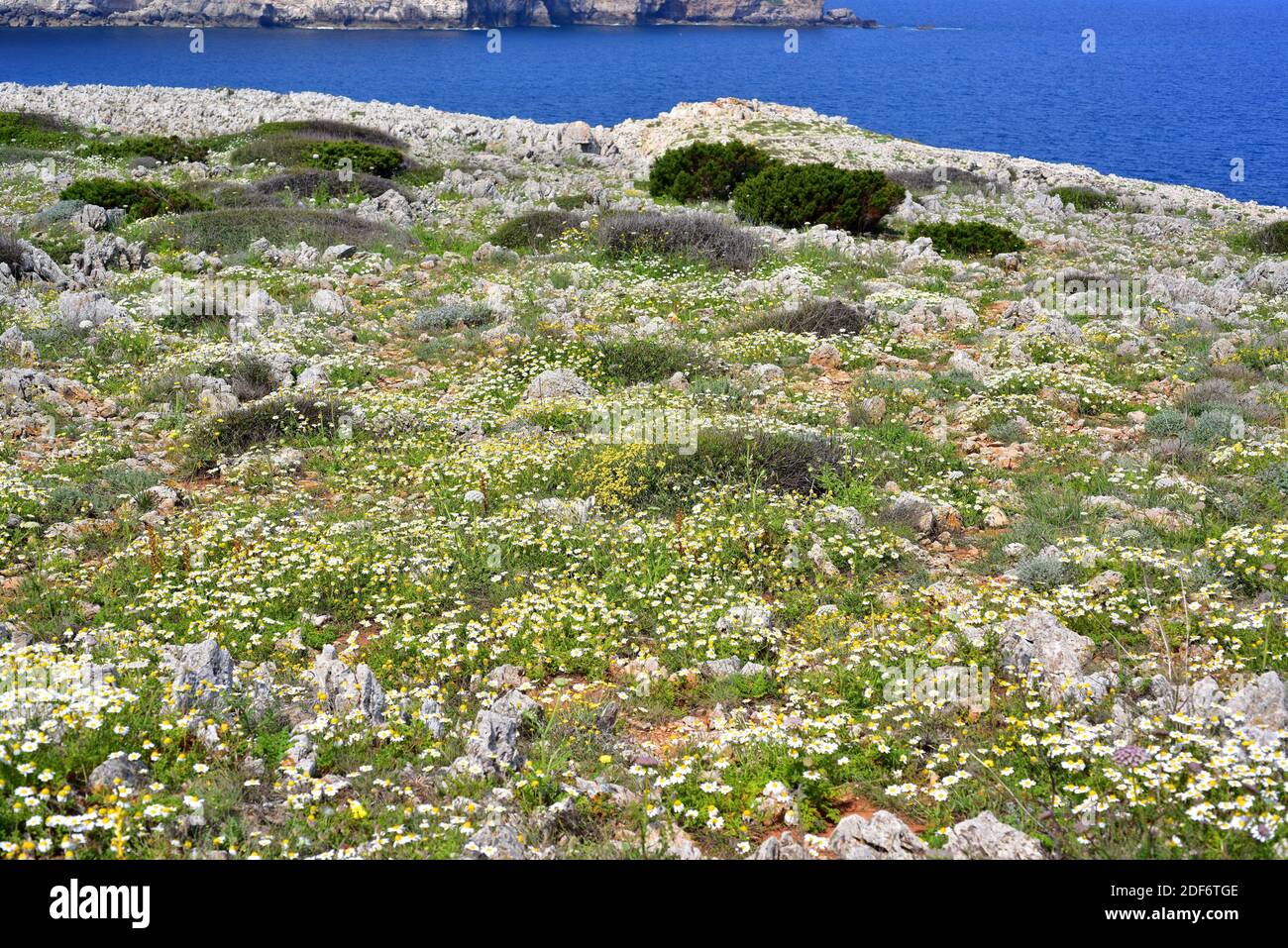 La camomilla di mare (Anthemis maritima) è un'erba perenne originaria del bacino mediterraneo occidentale. Questa foto è stata scattata a Cala Morell, Minorca, Foto Stock