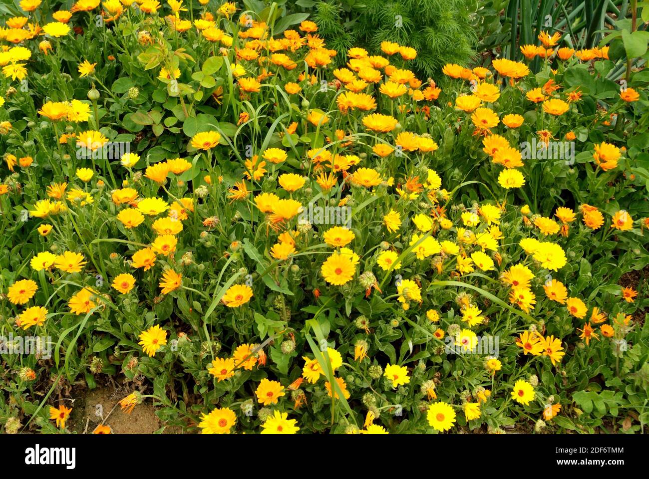 Il marigold di campo (Calendula arvensis) è un'erba annuale o biennale originaria del bacino mediterraneo. Foto Stock