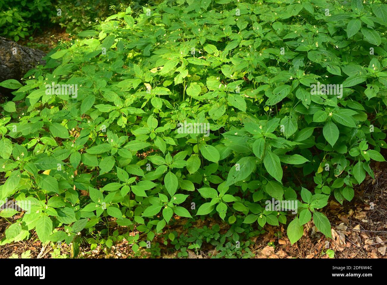 Il balsamo piccolo (Impatiens parviflora) è un'erba annuale originaria dell'Eurasia. Questa foto è stata scattata a Northeim, Germania. Foto Stock