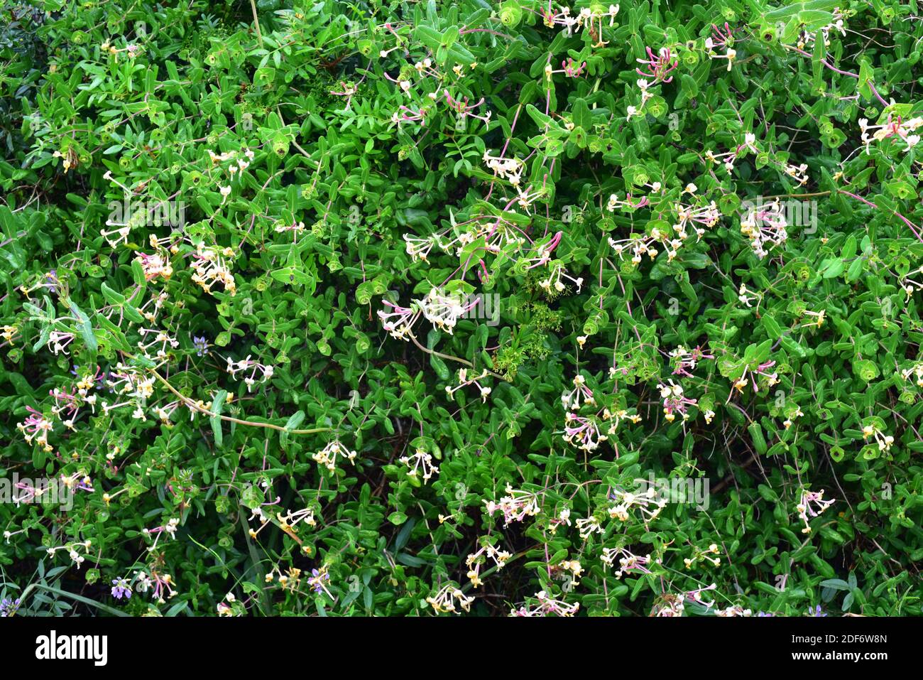 Madreselva mediterranea (Lonicera implexa) è un arbusto alpinista originario dell'Europa meridionale. La foto è stata scattata a Biniancolla, Minorca, Baleari Foto Stock
