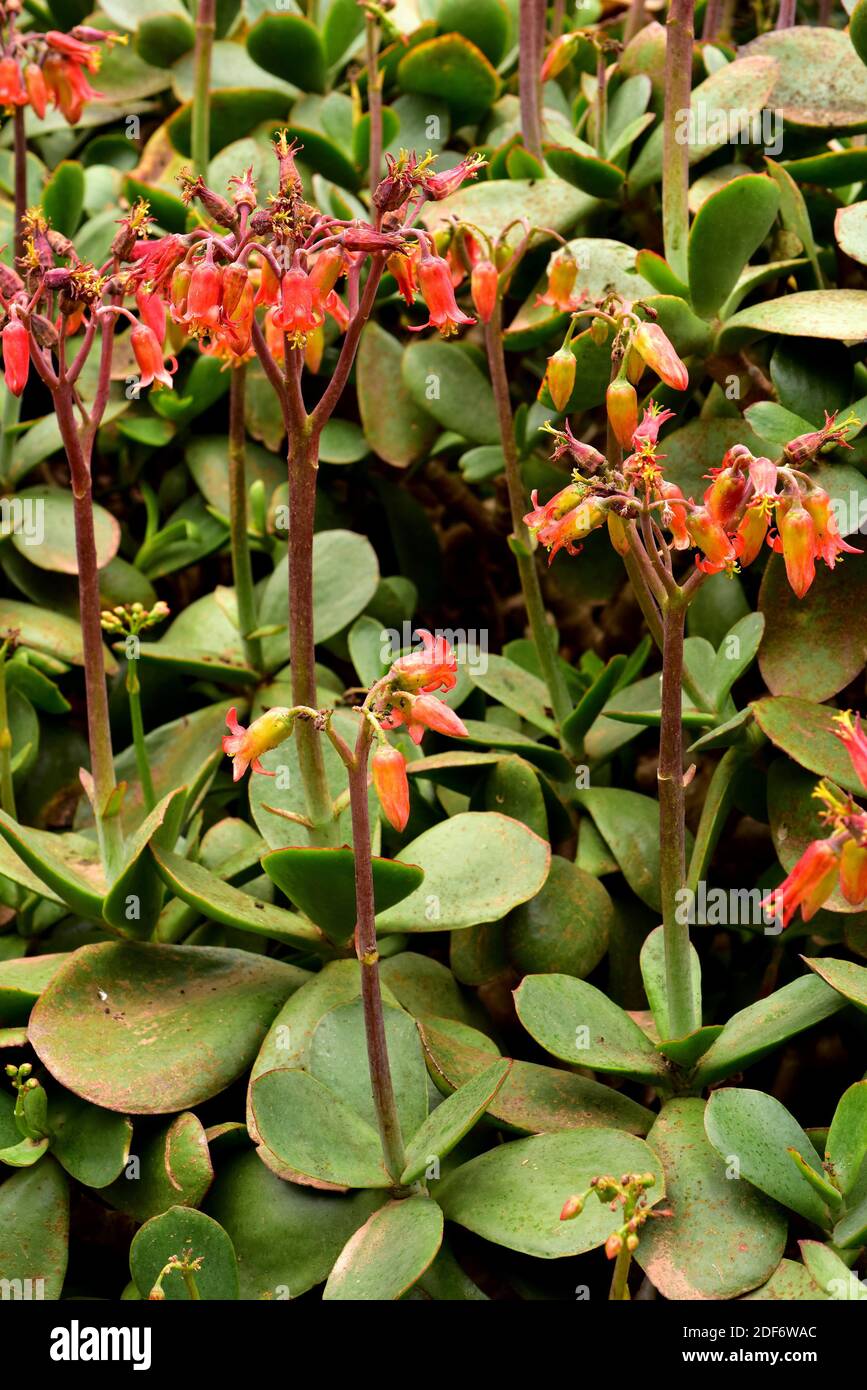 la kalanchoe di Marnier (Kalanchoe marnieriana) è una pianta succulenta