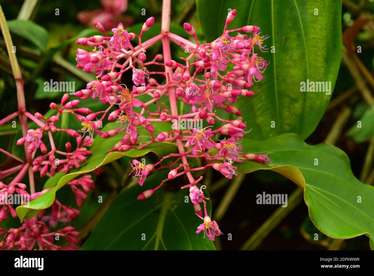 L'uva rosa o medinilla showy (Medinilla magnifica) è una pianta epifitica originaria delle Filippine. Pianta fiorente. Foto Stock