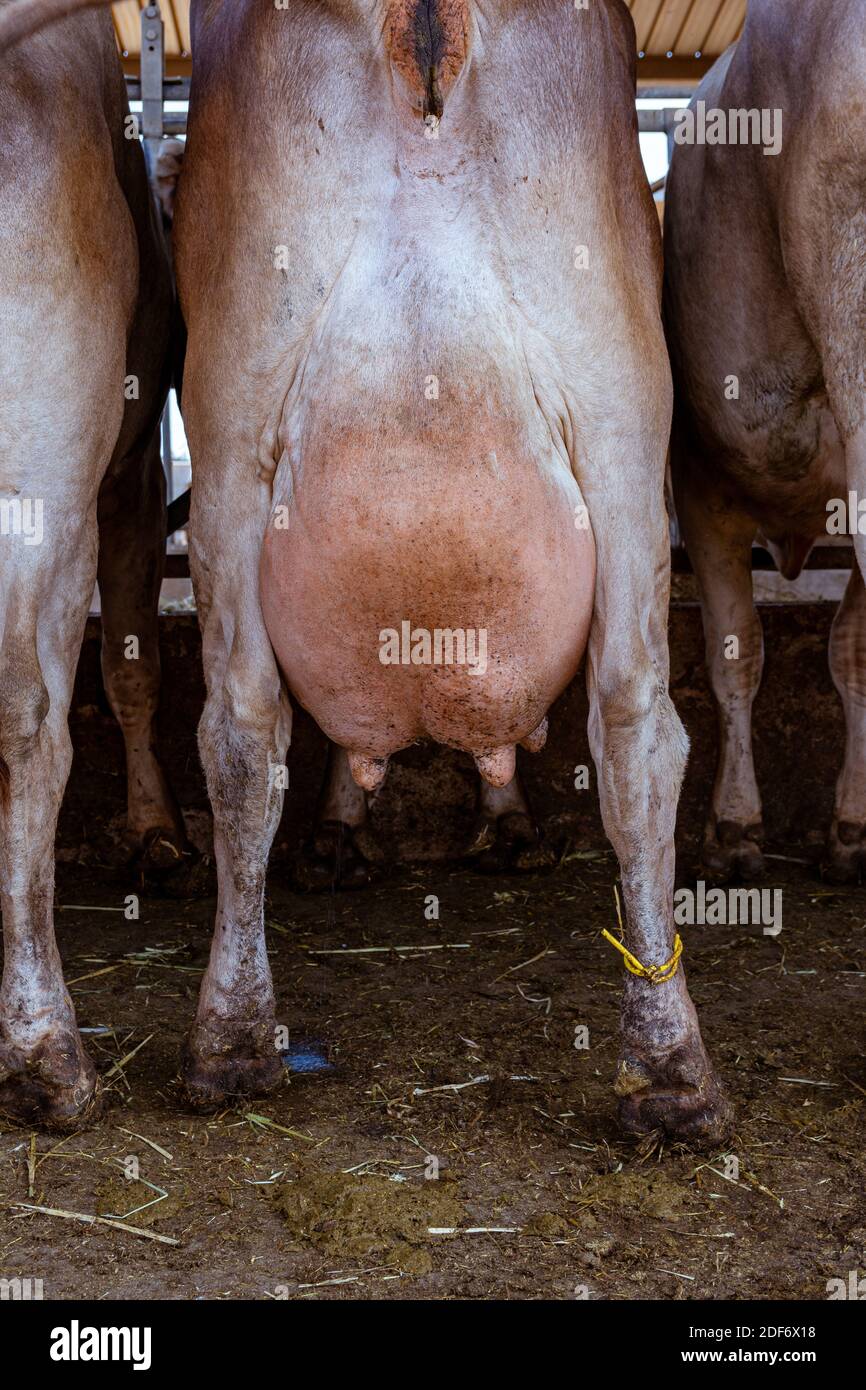 Un primo piano verticale della mammella posteriore della mucca Foto Stock