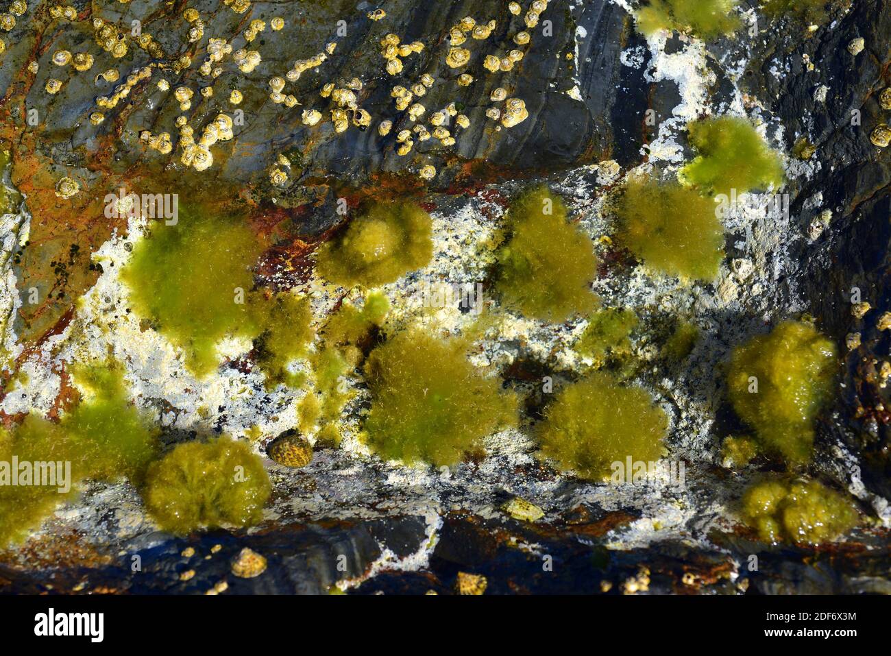 Chaetomorfa aerea (alghe verdi) e barnacles (cirripedia crostacei). Questa foto è stata scattata a Cap de Creus (Cabo Creus), provincia di Girona, Catalogna, Foto Stock