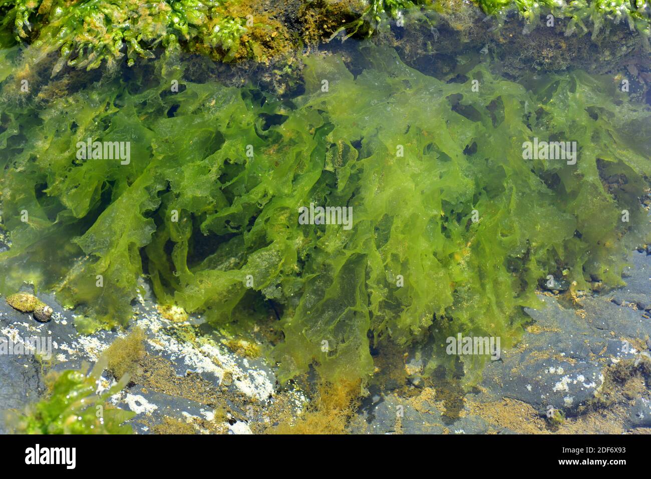 La lattuga marina (Ulva lattuga) è un'alga verde commestibile. Questa foto è stata scattata a Cap Ras, provincia di Girona, Catalogna, Spagna. Foto Stock