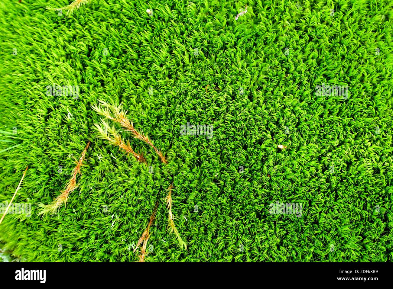 La grimmia a punta di capelli (Grimmia trichophylla) è un muschio cuscino. Questa foto è stata scattata nella Riserva della Biosfera di Montseny, provincia di Barcellona, Catalogna, Foto Stock