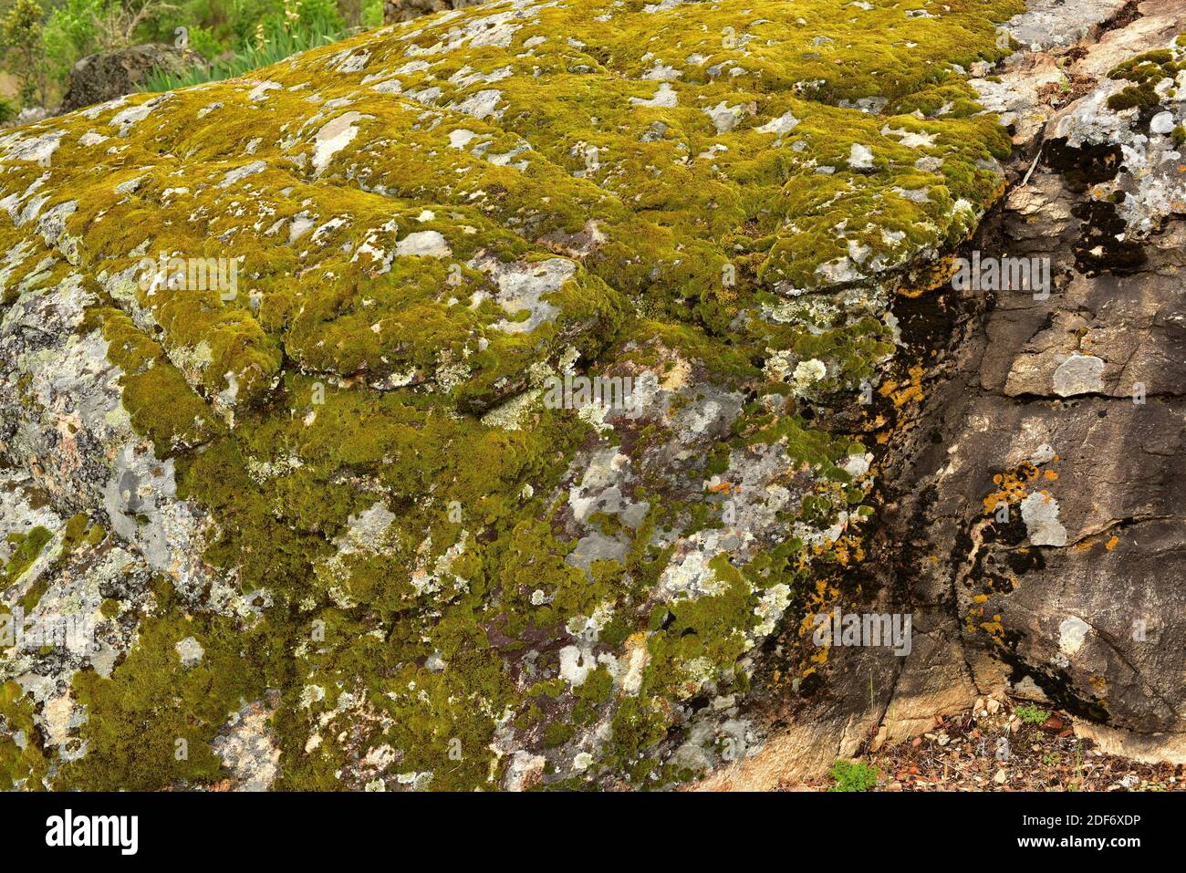 La grimmia a punta di capelli (Grimmia trichophylla) è un muschio cuscino. Questa foto è stata scattata nel Parco Naturale di Arribes del Duero, provincia di Zamora, Foto Stock