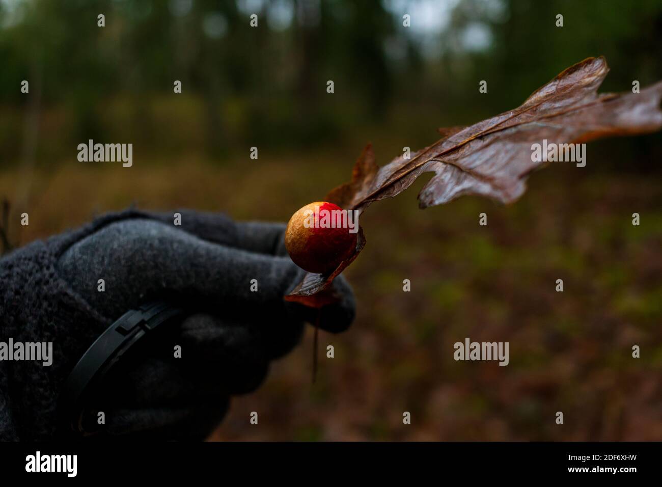 Quercia albero autunno colore foglia mano tenendo con variegata palla crescente su di esso, quercia foglia natura malattia Foto Stock