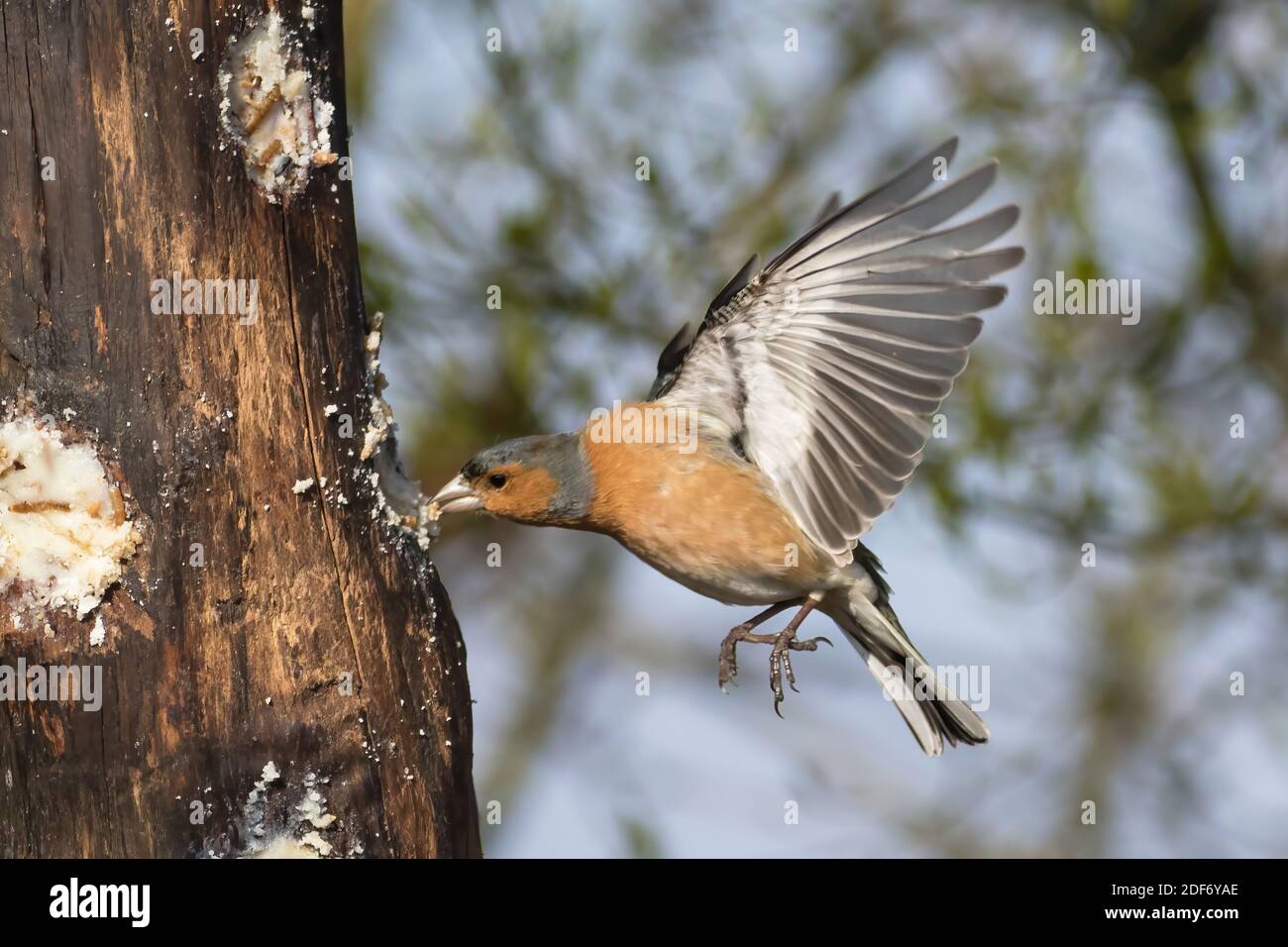 Chaffinch (maschio) sull'alimentatore di tronchi. Foto Stock