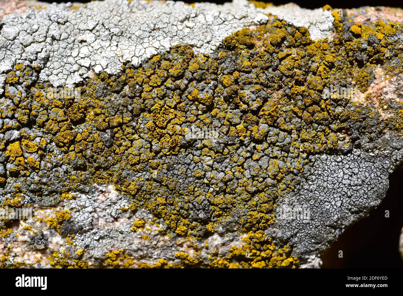 Candelariella vitellina invadendo altri licheni. Candelariella vitellina è un lichene crostacei con apotecia giallastra. Questa foto è stata scattata ad Arribes Foto Stock