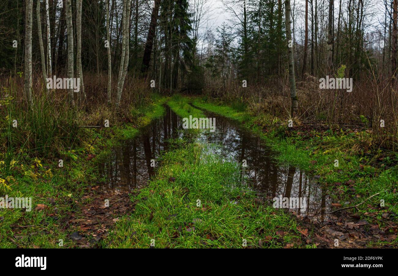 Strada di guida per la foresta naturale di alberi morbidi, acqua trail lato paese trail, Foto Stock