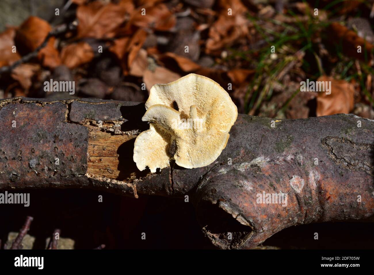 Meruliopsis corium, Byssomerulius corium o Telephora corium è un fungo di crosta che cresce in rami di alberi decidui (faggio in questa foto). Questo Foto Stock