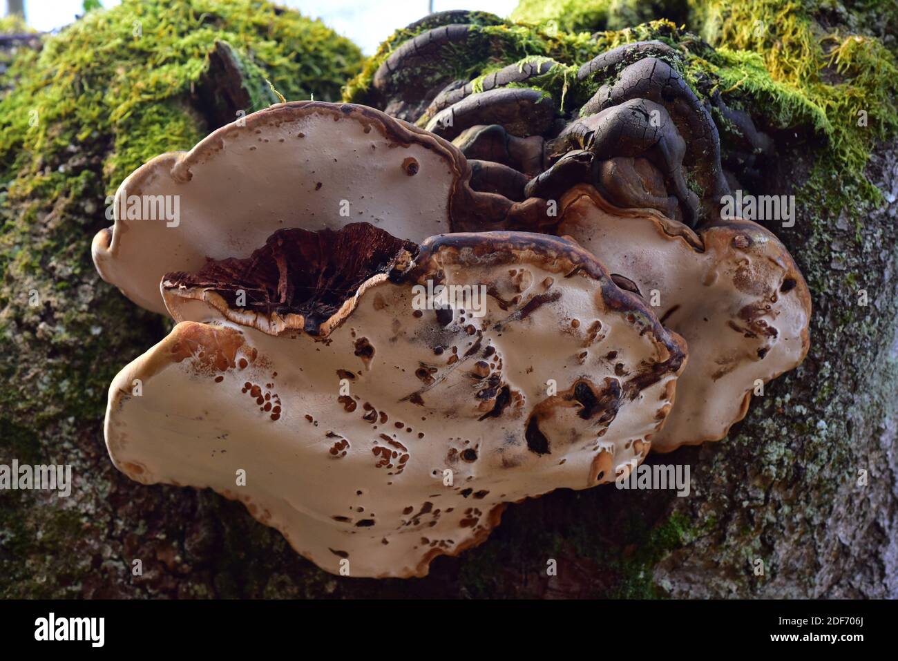 La spugna di fuoco o staffa di salice (Phellinus igniarius) è un fungo saprobico che cresce sui tronchi. Questa foto è stata scattata nella foresta di Otzarreta, Euskadi, Foto Stock