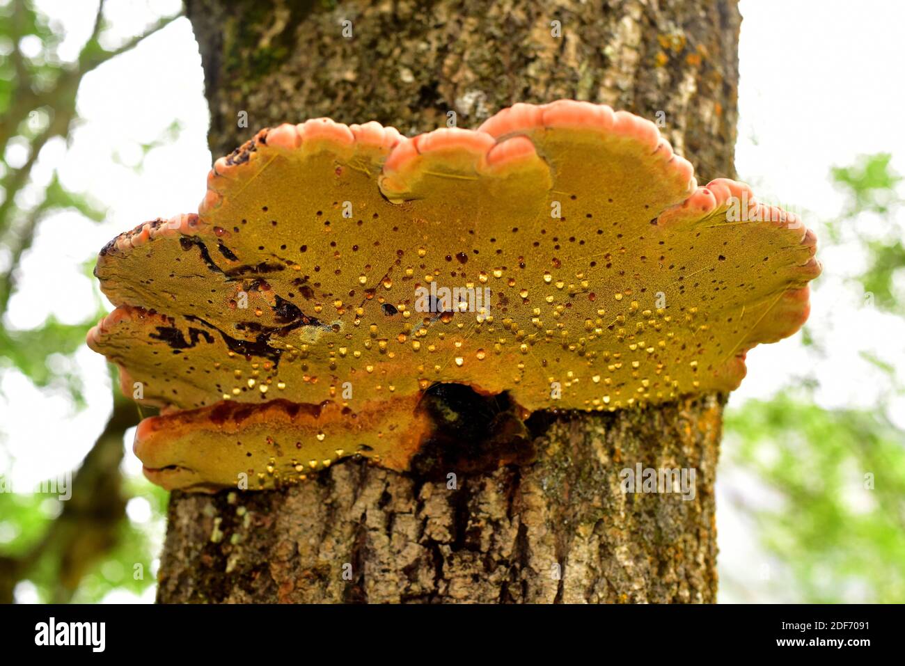 Il poro cinabro (Pycnoporus cinabarinus) è un fungo saprofitico che cresce su un albero di Fraxinus. Questa foto è stata scattata in Valle de Aran, Lleida Foto Stock
