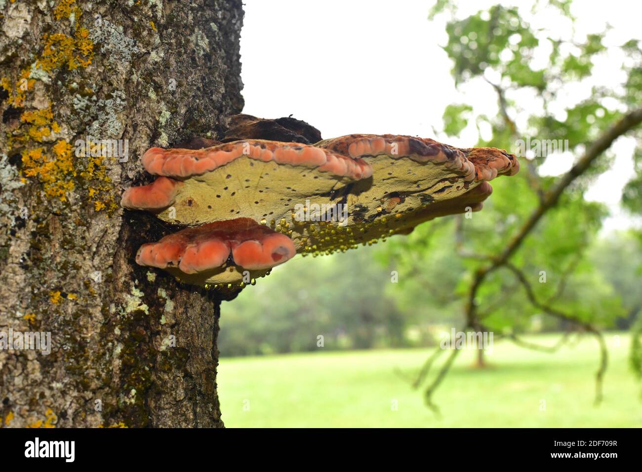 Il poro cinabro (Pycnoporus cinabarinus) è un fungo saprofitico che cresce su un albero di Fraxinus. Questa foto è stata scattata in Valle de Aran, Lleida Foto Stock