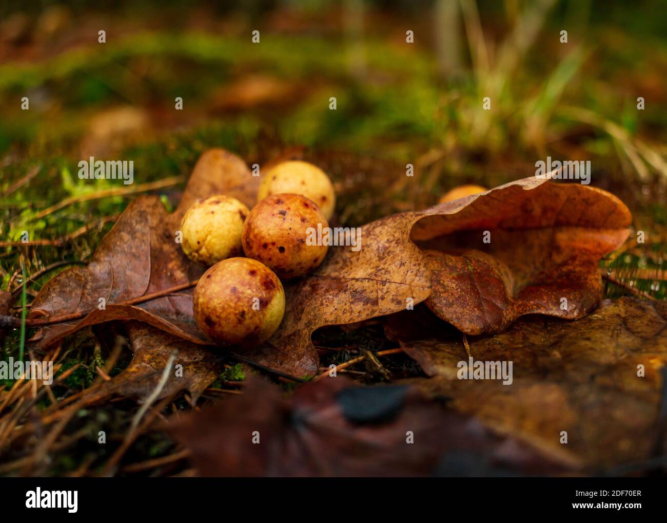 Quercia albero autunno foglia di colore nella foresta con palle di crescita variegate su di esso, quercia foglia natura malattia Foto Stock