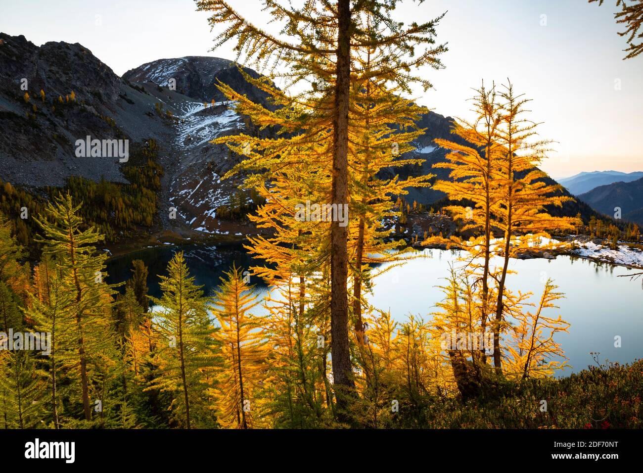 WA18656-00...WASHINGTON - larice subalpino sulla ripida collina sopra Lower Ice Lake nella zona di Glacier Peak Wilderness, Wenatchee National Forest. Foto Stock