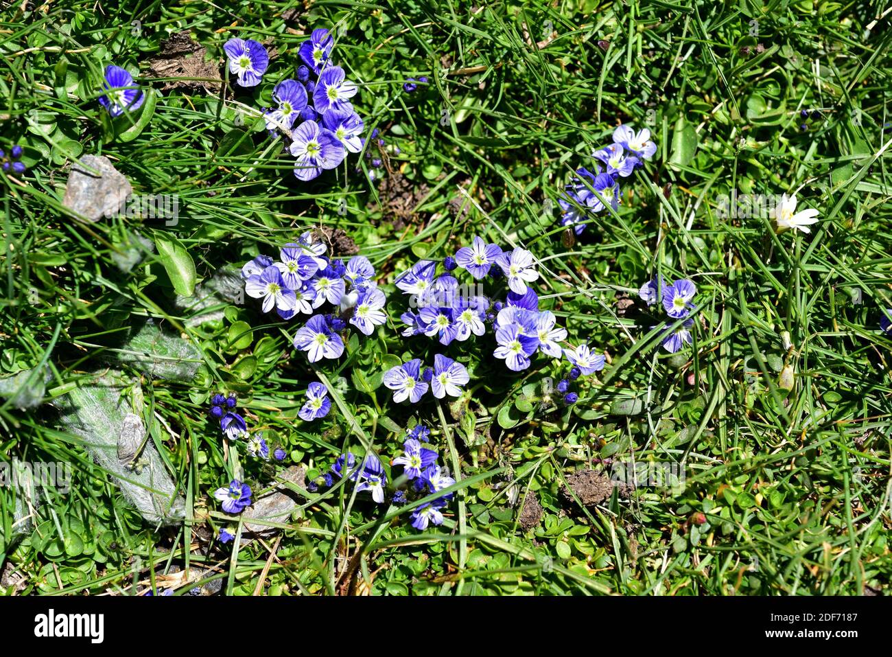 Veronica turbicola o Veronica nevadensis è un'erba perenne endemica della Sierra Nevada e della Sierra de Los Filabres. Cresce su prati umidi Foto Stock