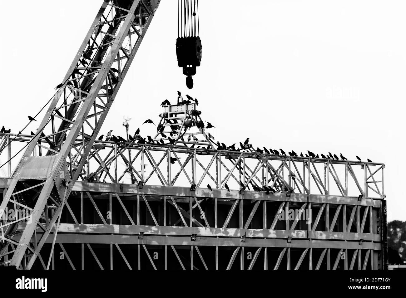 I crani utilizzano un braccio per il perching sui blocchi del ballard. Foto Stock