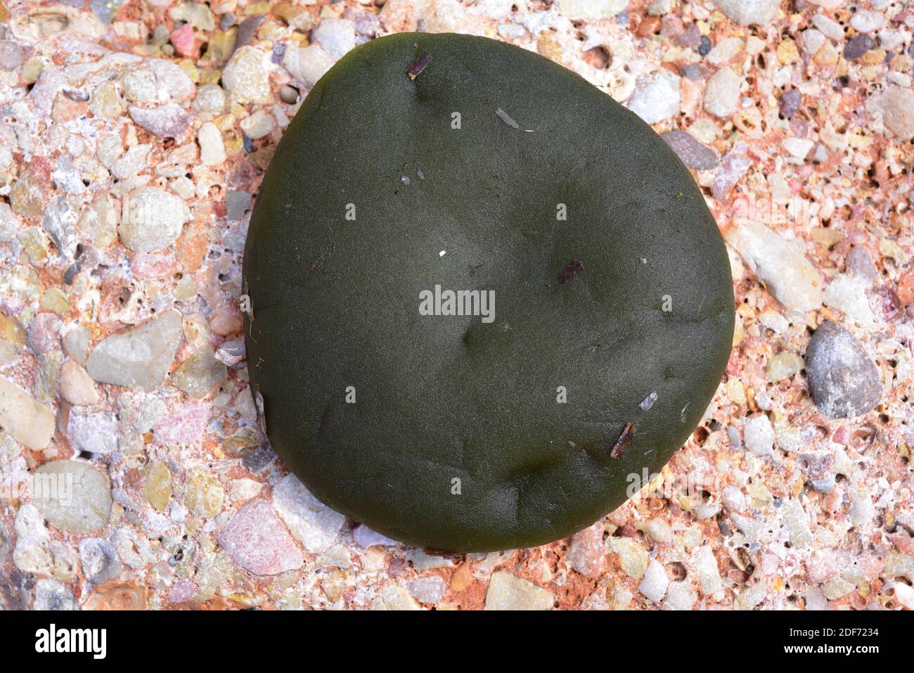 Il Codium bursa è un'alghe verde marina con corpo sferico. Questa foto è stata scattata a l'Ametlla de Mar, provincia di Tarragona, Catalogna, Spagna. Foto Stock
