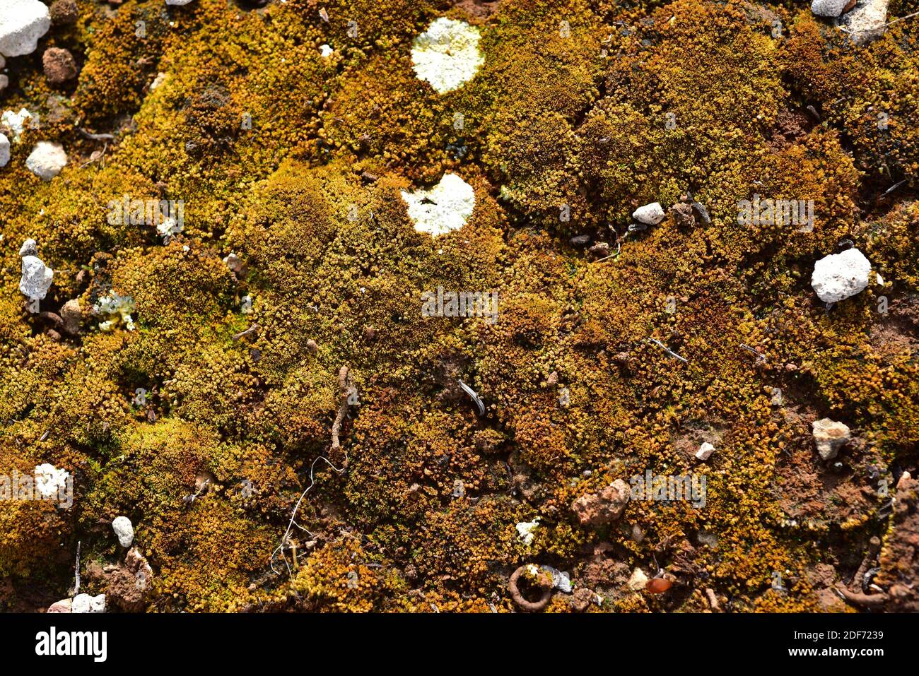 Il muschio della barba con ciuffo morbido (Didymodon vinealis) è un muschio arido della regione. Questa foto è stata scattata a l'Ametlla de Mar, provincia di Tarragona, Catalogna, Spagna. Foto Stock