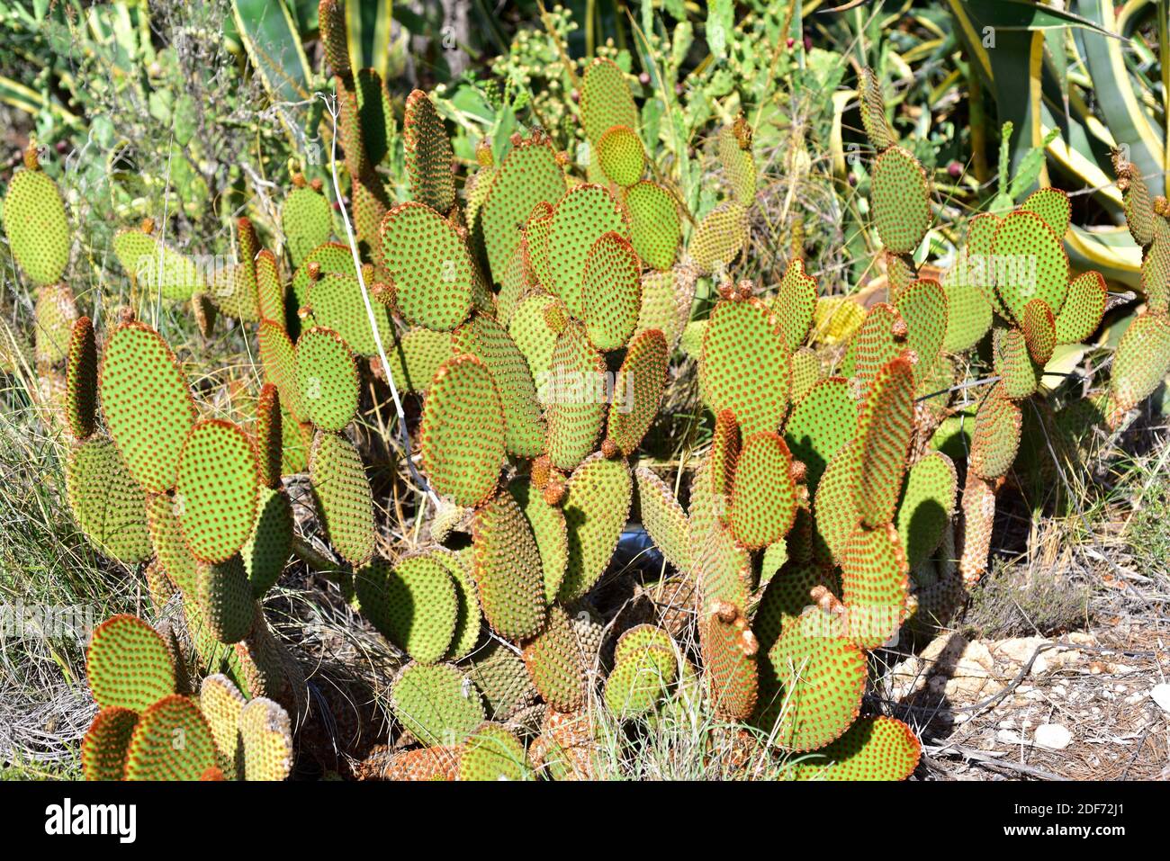 Ali di angelo o orecchie conigliate (Opuntia microdasys) È una pianta spinosa endemica del Messico centrale e settentrionale E il Texas ma naturalizzato nel Mediterraneo Foto Stock