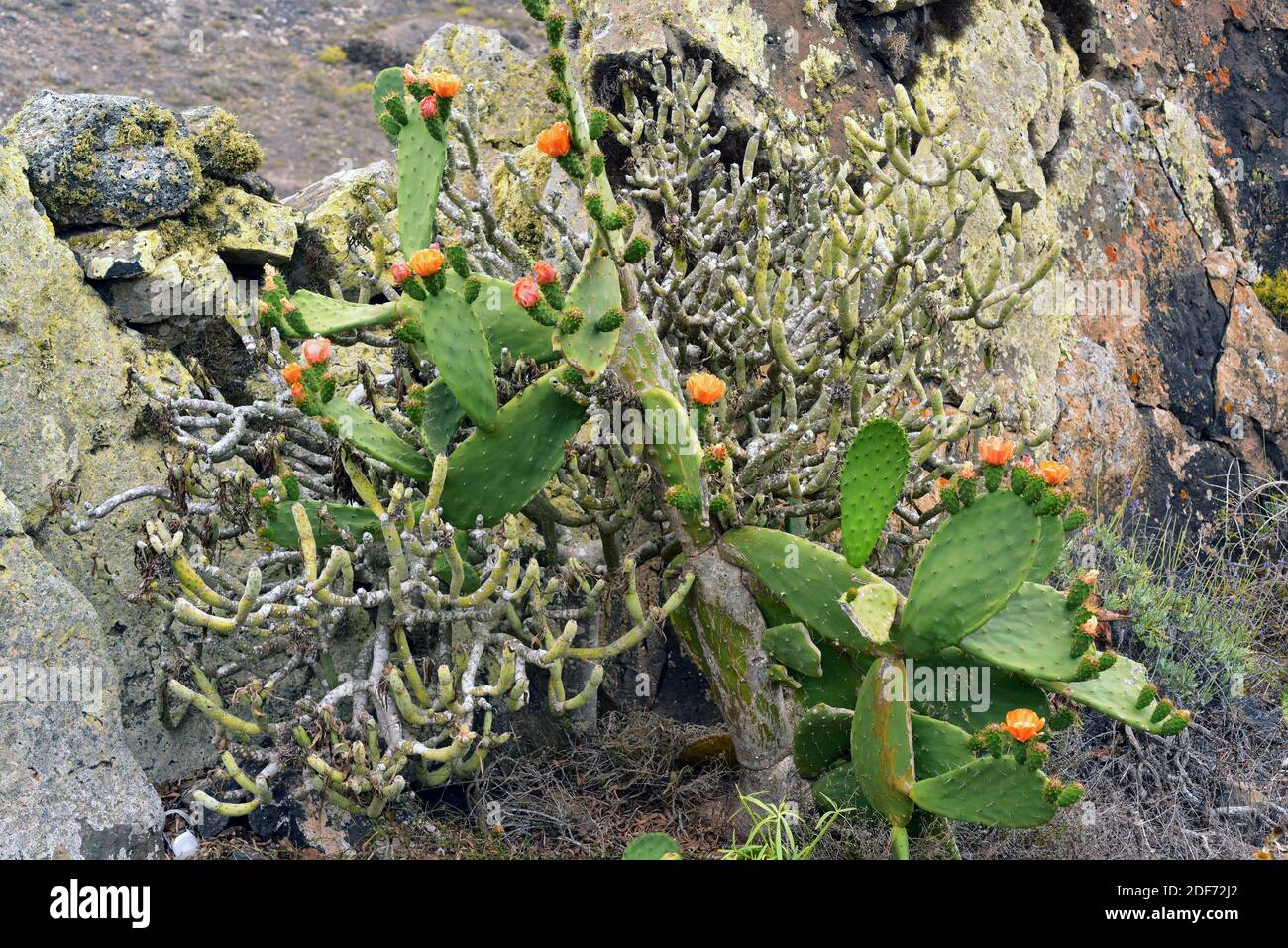 Pero di fiori (Opuntia ficus-indica) e verode o berode (Kleinia nerifolia) due piante succulenti della famiglia delle cactaceae (prima) e. Foto Stock