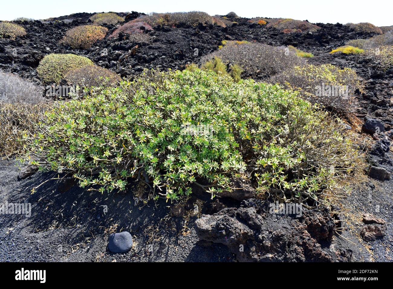 Il balsamo spurge (Euphorbia balsamifera) è un arbusto originario delle Isole Canarie, dell'Africa settentrionale e dell'Arabia saudita. Questa foto è stata scattata a Lanzarote Foto Stock