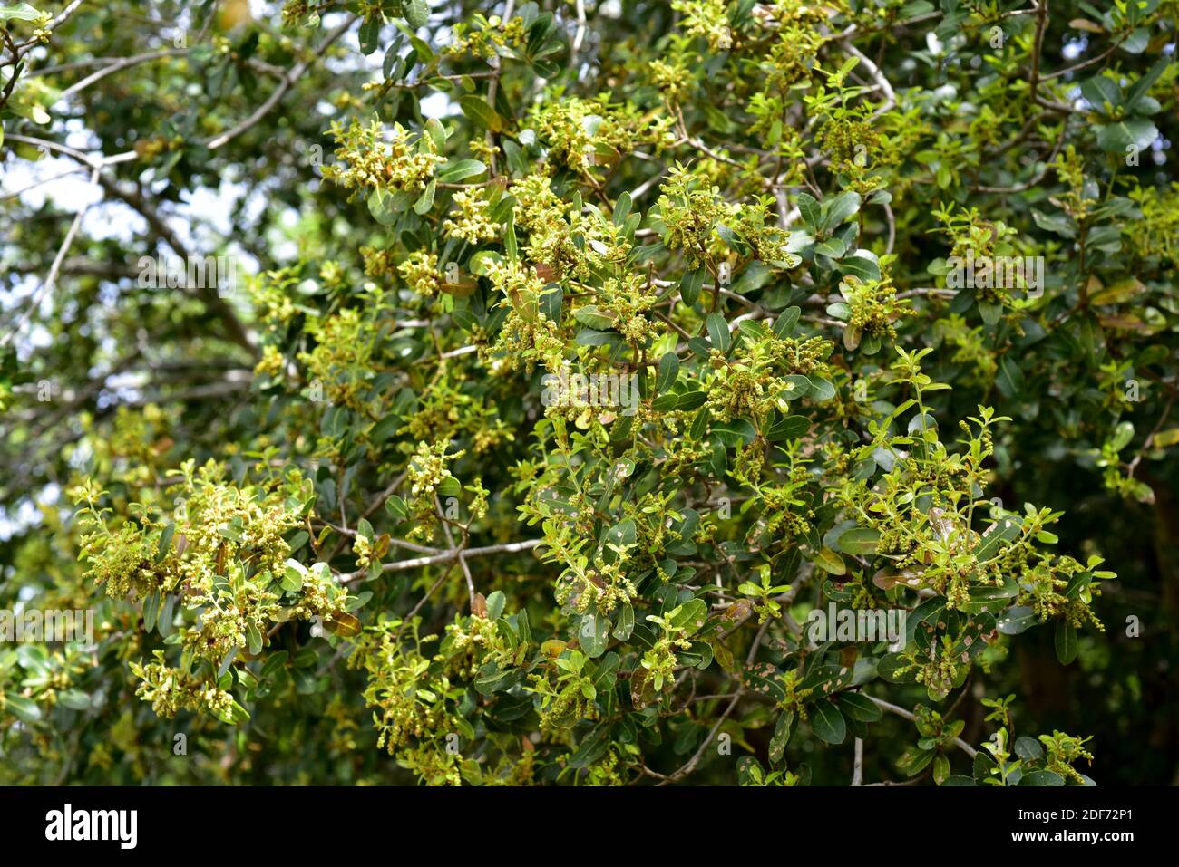 La quercia palestinese (Quercus calliprinos) è un piccolo albero sempreverde originario della regione del Mediterraneo orientale. Fiori e foglie dettaglio. Foto Stock
