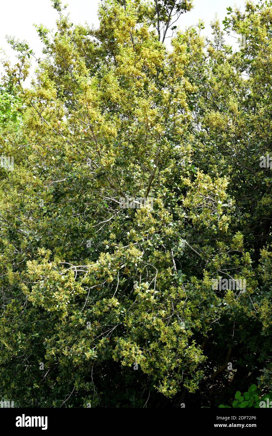 La quercia palestinese (Quercus calliprinos) è un piccolo albero sempreverde originario della regione del Mediterraneo orientale. Fiori e foglie dettaglio. Foto Stock