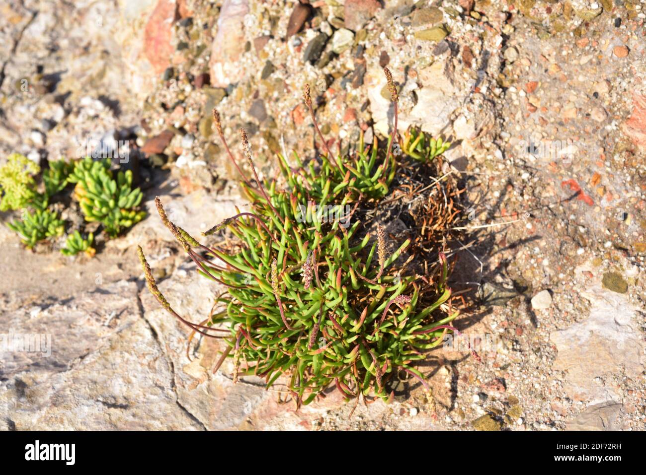 Plantain (Plantago crassifolia) è un'erba perenne originaria del bacino mediterraneo. Questa foto è stata scattata a l'Ametlla de Mar, provincia di Tarragona, Foto Stock